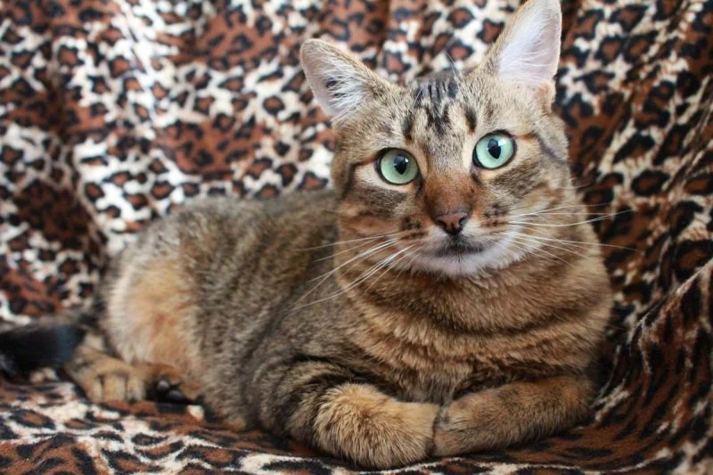 скільки життів у кота